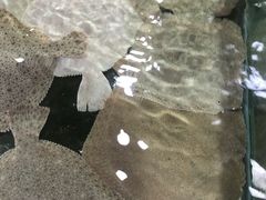 -四海鲜渔家菜(黄金海岸店)