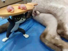 -阿荣24H宠物医院·综合型转诊中心·CT·核磁影像中心