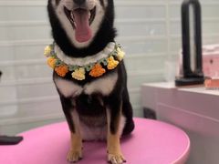 -FAELING PETS美天灵宠物(合生汇店)