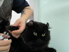 -爱洗澡的猫(望京店)