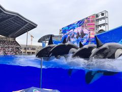 -上海海昌海洋公园