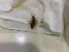 -天一沾水肥肠(科园一街店)