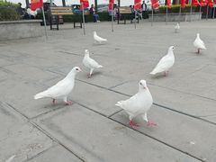 -天津妈祖文化园