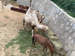 -石家庄市动物园