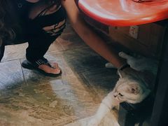 -猫咪博物馆(顶澳仔猫街店)