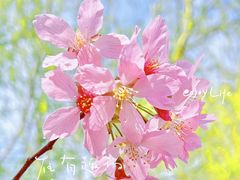 -古柏渡丰乐樱花园