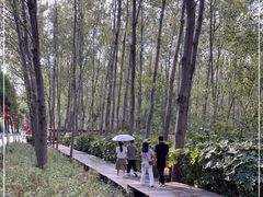 -合肥滨湖国家森林公园