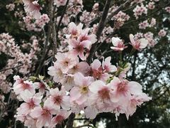 -王借岗森林公园