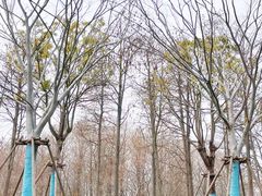 -南汇新城城市公园