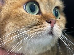 -安安宠医宠物医院·异宠·犬猫内科(岳阳分院)