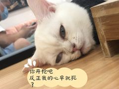 -袖虎·猫馆(体育西路店)