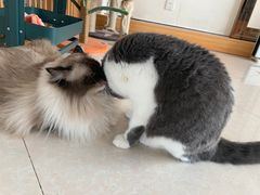 -Catmate·猫肥家润(金润铂宫店)