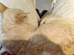 -琪喵猫屋·撸猫猫咖·猫舍