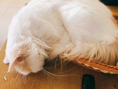-平行世界·猫咖(首经贸店)