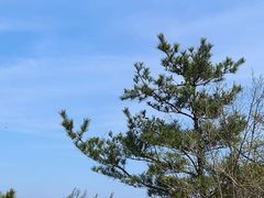 -鲁山国家森林公园