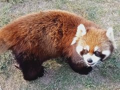 -泉州海丝野生动物世界