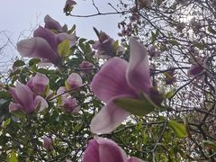 -上海鲜花港