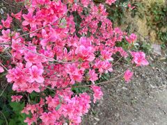 -木兰云雾山