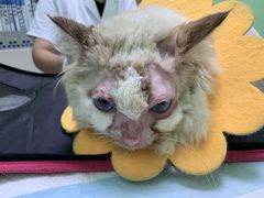 -圣宠动物医院·犬猫专科·影像中心·外科中心