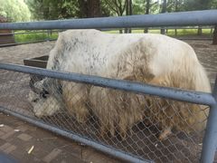 -长白岛森林公园