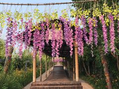 -呀路古热带植物园