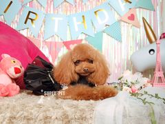 -超宠爱宠物摄影-Super pet