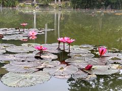 -中国科学院西双版纳热带植物园