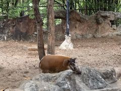 -清迈夜间动物园