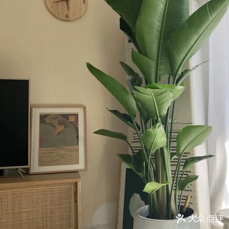 星巴克很香，但有了这些绿植的家更香