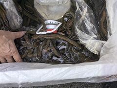 -铜元老码头鳝鱼火锅