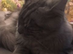 -猫小院猫主题咖啡厅(北锣店)