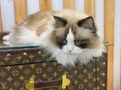 -青奢宠物·青奢猫舍