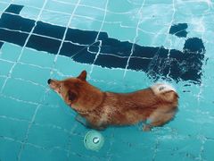 -趣玩宠物乐园寄养训犬训狗游泳池
