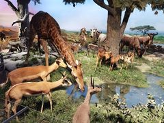 -国家自然博物馆