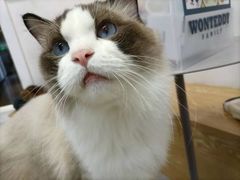 -Heymao猫咖.咖啡厅(东门店)