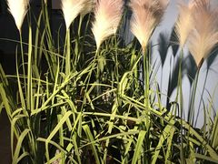 -小火花·干式熟成牛排馆Spark SteakHouse(剑桥郡店)