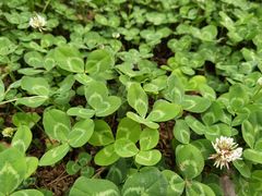 -紫颐香薰山谷景区