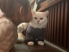 -飞行喵MR PILOT|猫舍·猫咖(静安大融城店)