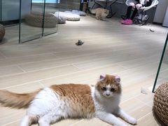 -momokira米努特·德文卷毛猫·棉花面纱犬
