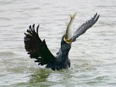 -深圳湾公园(南山区)