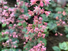 -石家庄市植物园