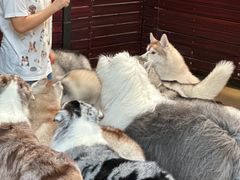 -TrueLove @ Neverland (Husky Cafe)