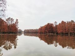 -池杉湖湿地公园