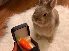 -爱侣宠医·鹦鹉专科·小型哺乳类·异宠专科(灵石路店)