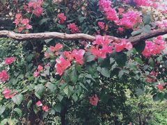 -呀路古热带植物园