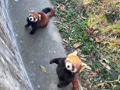 -合肥野生动物园