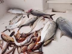 -小猫钓鱼海钓俱乐部(椰梦长廊店)