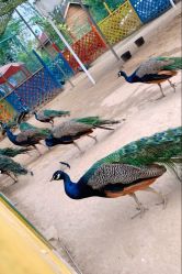 -萌宠亲子动物乐园(槐房万达店)