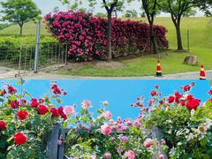 -上海辰山植物园