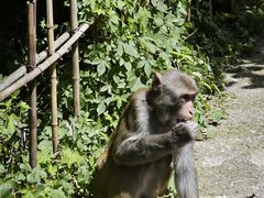 -黔灵山公园